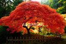 Klon palmowy Acer palmatum 'Atropurpureum'