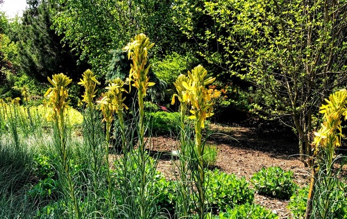 Złotnica żółta Asphodeline lutea - bylina o żółtych kwiatach