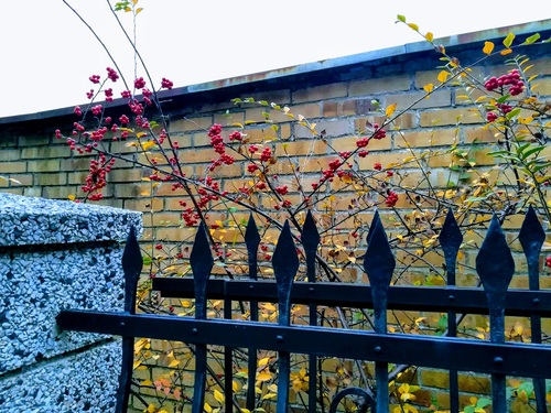 Dekoracyjna farba antykorozyjna - szybki sposób na odnowienie metalowego ogrodzenia
