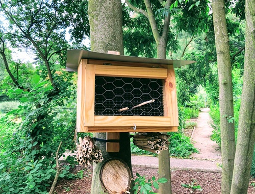 Jak projektując ogród stworzyć w nim raj dla pszczół?