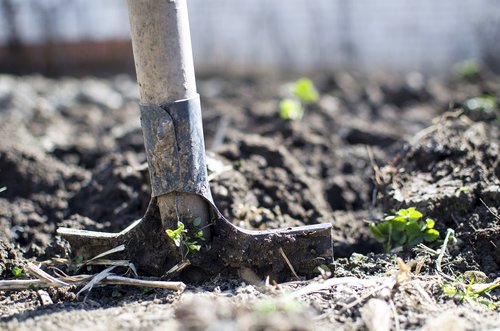 Co warto wiedzieć o czynnościach w ogródku uprawnym?