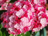 Kalmia Latifolia