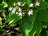 Szczęślin trójdzielny (Clerodendrum Trichotomum) – niezwykle dekoracyjny krzew o pięknych kwiatach i zjawiskowych owocach
