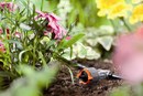 Kiedy warto zacząć wiosenne prace w ogrodzie?