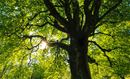 Pielęgnacja drzew - dlaczego warto skorzystać z usług profesjonalisty?