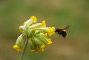 Pierwiosnek lekarski (Primula veris)