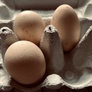Ptasia grypa spowodowała, że na światowych rynkach brakuje jajek, taka sytuacja nie omija Polski 
