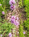 Werbena patagońska Verbena bonariensis (syn. Verbena patagonica) – kwitnąca do pierwszych przymrozków i przyciągająca motyle