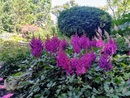 Tawułka chińska (Astilbe chinesis) 'Vision in red