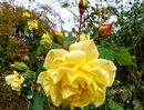 Róże, królowe ogrodów sadzimy jesienią - jak prawidłowo przeprowadzić prace krok po kroku