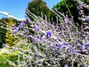  Perowskia łobodolistna (Perovskia atriplicifolia) zwana też szałwią rosyjską