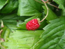 Poziomka pospolita (Fragaria vesca)