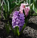 Hiacynt wschodni (Hyacinthus orientalis) - bylina o intensywnym, przyjemnym zapachu