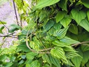 Pochrzyn kaukaski (Dioscorea caucasica) - lecznicze bulwy 