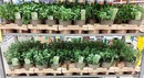 Castorama w trosce o środowisko będzie sprzedawać rośliny w doniczkach z recyklingu 
