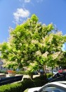 Surmia zwyczajna 'Aurea' Catalpa bignonioides