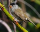 Zdaniem brytyjskich naukowców, widok ptaków i wydawane przez nie odgłosy poprawiają nastrój nawet na osiem godzin
