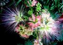 Albizia Julibrissin 'Rosea'