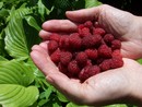 Malina właściwa (Rubus idaeus)