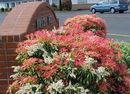 Pieris Japoński Pieris japonica 'Forest Flame'