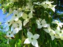 Dereń Kousa (Cornus Kousa) - idealny krzew na soliter 