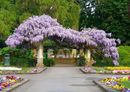 Wisteria kwiecista - Wisteria floribunda Macrobotrys 