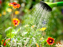 Kilka rad dotyczących podlewania roślin w ogrodzie
