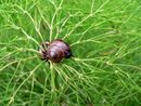 Skrzyp polny (Equisetum arvense)