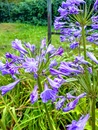 Agapant afrykański (Agapanthus africanus) – piękny, dekoracyjny kwiat do ogrodowych donic