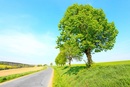 Trwa akcja Przystanek Zieleń - w ramach, której posadzi się 400 drzew na Mokotowie i Wilanowie 