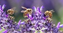 W Światowym Dniu Pszczół - opowiadamy o tym,  jak zaprosić je do ogrodu i stworzyć sprzyjające warunki