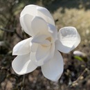Biała magnolia gwiaździsta (Magnolia stellata) – jedna z najwcześniej kwitnących 