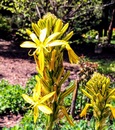 Złotnica żółta (Asphodeline lutea) - późnowiosenna, pachnąca i jadalna bylina o żółtych kwiatkach