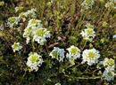 Gęsiówka macedońska (Arabis ferdinandi-coburgii) roślina do ogródka skalnego 
