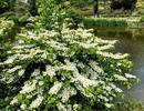 Kalina japońska odmiana płodna (Viburnum plicatum f. tomentosum) - biało kwitnący krzew na wyeksponowane miejsca