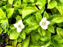 Dereń kanadyjski (Cornus canadensis) - niska, zadarniająca krzewinka