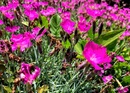 Goździk siny (Dianthus gratianopolitanus) - ozdoba każdego skalniaka 