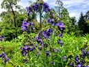Wielosił błękitny (Polemonium caeruleum) - idealny kwiat do ogrodów naturalistycznych 