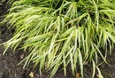 Hakonechloa smukła (Hakonechloa macra) jedna z najpiękniejszych traw ozdobnych