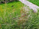 Zadbany trawnik w okresie suszy - co sprawi, że murawa będzie wyglądać jak zielony dywan?