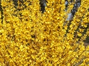 Ozdobne krzewy, które kwitną na żółto wczesną wiosną 