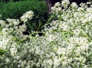 Pieprzyca szerokolistna (Lepidium latifolium) ozdobna roślina zielna odtruwająca organizm 