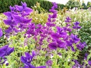 Szałwia lekarska (Salvia officinalis) - dlaczego warto mieć tę bylinę na rabacie?