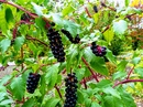 Szkarłatka amerykańska (Phytolacca americana) – bylina o dekoracyjnych i trujących owocach 