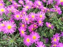 Jesienne klejnoty w ogrodzie – astry bylinowe (marcinki)