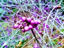 Pięknotka Bodniera  (Callicarpa bodinieri)  