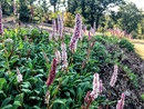 Rdest pokrewny (Polygonum affine ) - bylina kwitnąca od lata do jesieni