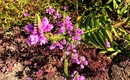 Odętka wirginijska (Physostegia virginiana) 'Vivid' - lubiąca słońce i mało wymagająca 