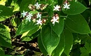 Szczęślin trójdzielny (Clerodendrum Trichotomum) – niezwykle dekoracyjny krzew o pięknych kwiatach i zjawiskowych owocach