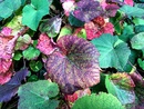 Winorośl japońska (Vitis coignetiae) - pnącze o dekoracyjnych  liściach
